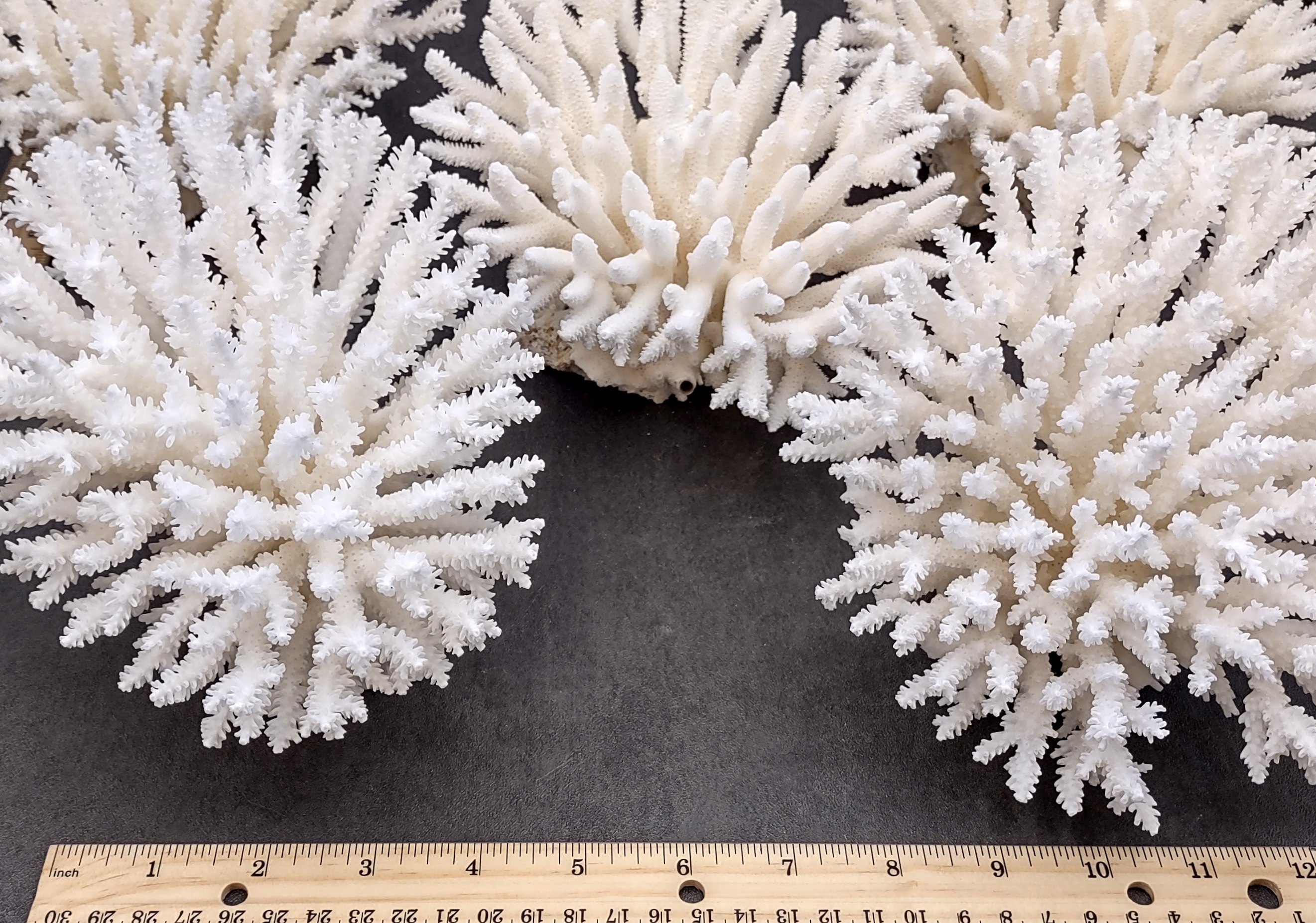 White Table Coral Large Cluster (1 coral approx. 7-9+ inches