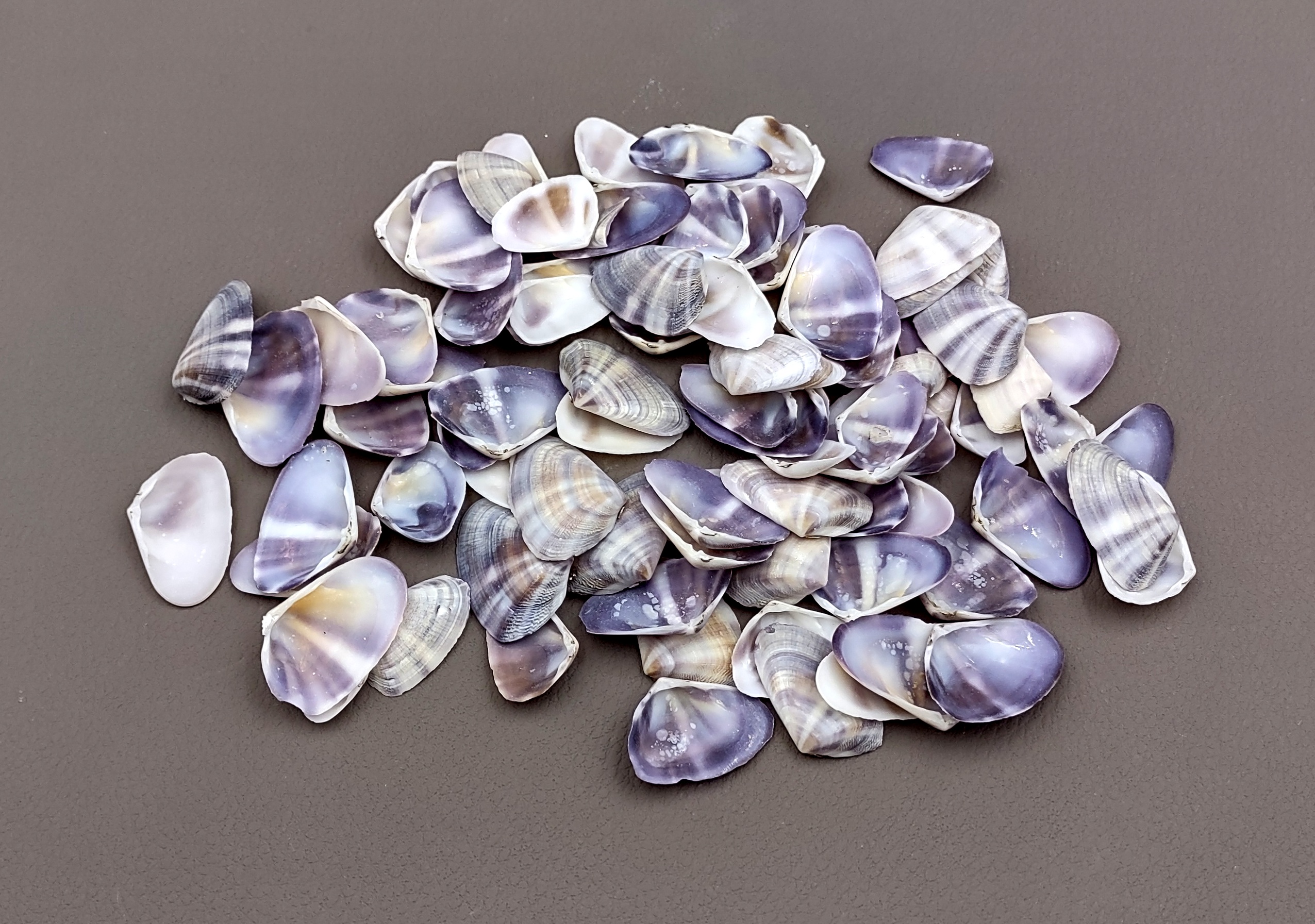 Purple, Pink and White Deep Scallop Seashells - Pack of 25 – Peek