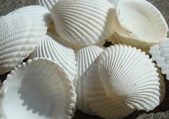 Coco Clam Seashells (20 shells approx. 1.5+ inches) Clam shell