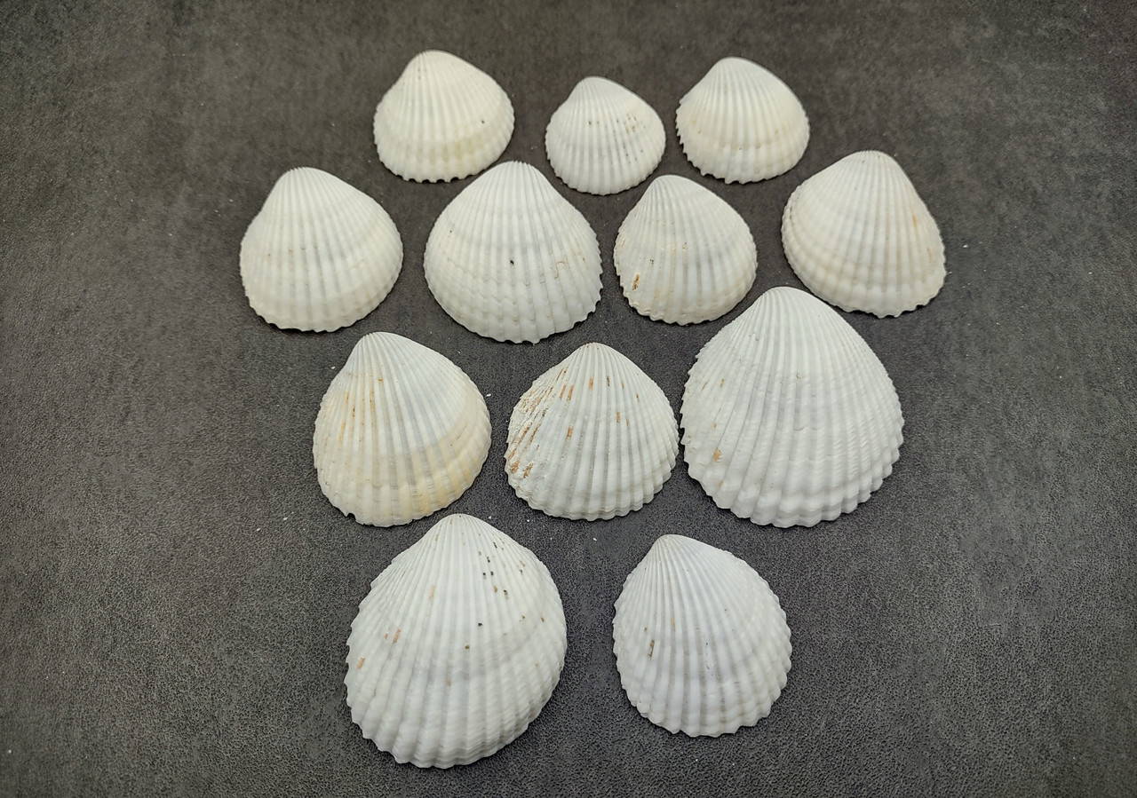 Coco Clam Seashells (20 shells approx. 1.5+ inches) Clam shell