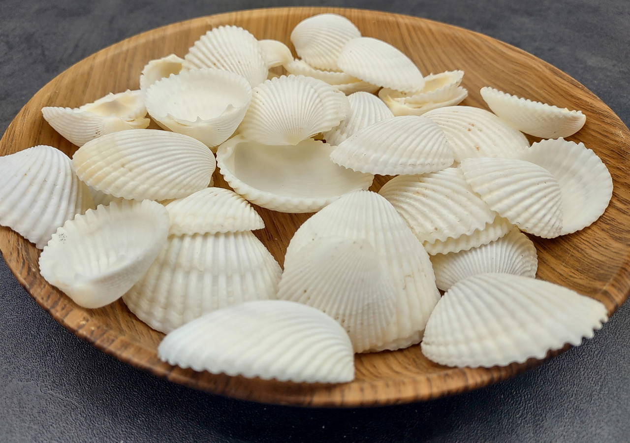 coco's shell...  Coco Clam Seashells (20 shells approx. 1.5+ inches) Clam shell