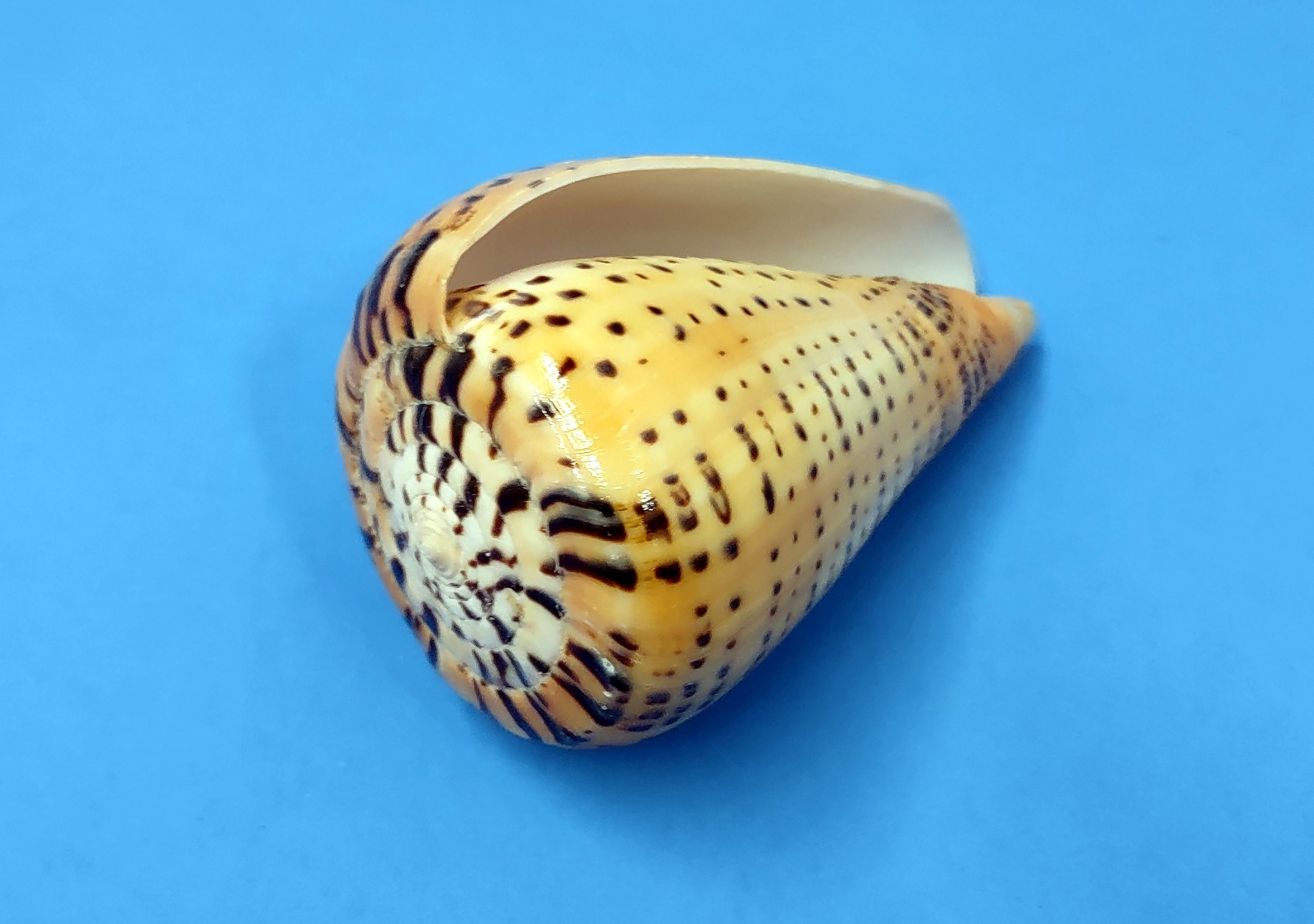 Cone Seashell Small Assorted Mix (6 shells approx. 1.5+ inches)