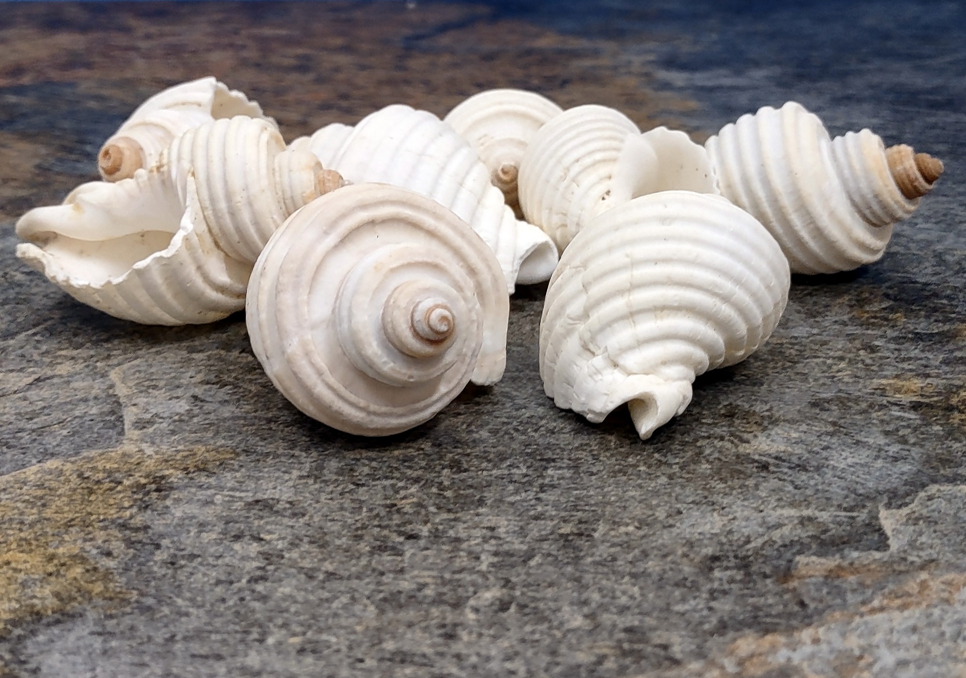 Calf Cowrie Shells - Cypraea Vitellus - (5 shells approx. 2 inches)