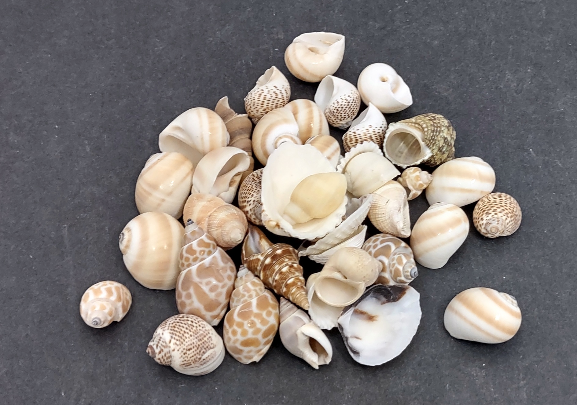 Small Seashell Mix-0.251.5assorted Seashells-sea Shells Bulk-sea
