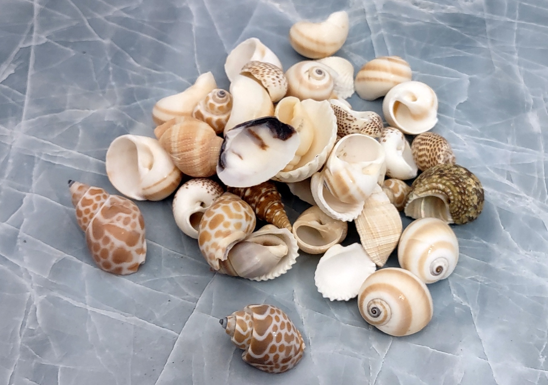 Seashells at the Beach Mix With Scooper Edible Confetti 