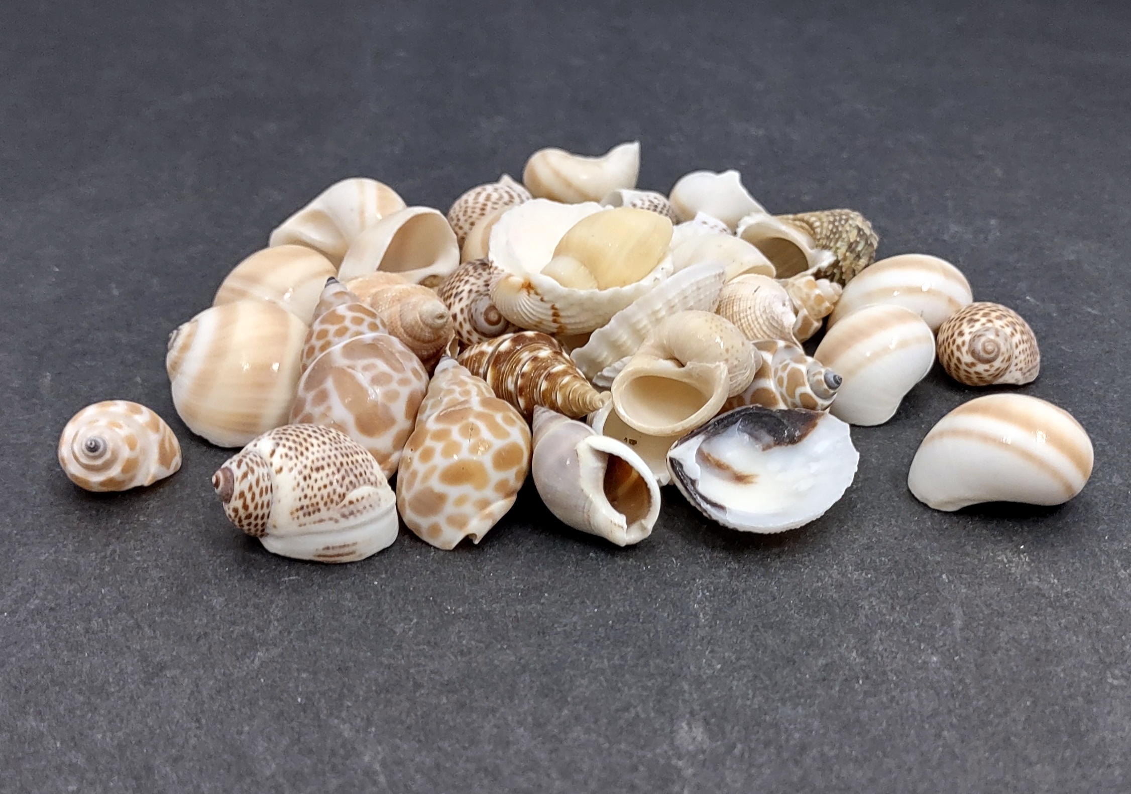 Extra Small Seashell Assorted Ocean Mix (approx. 1 cup, 65-75 shells  .50-.75 inches)