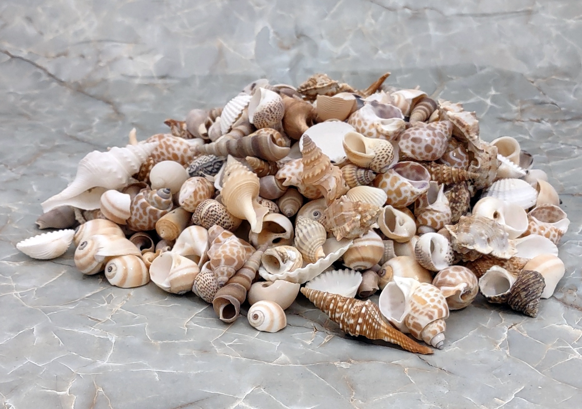 Large Seashell Assorted Ocean Bulk Mix (approx. 1 Kilogram or 2.2 lbs. 1-4  inches) Bulk Shell Mix for display, arts, crafts & collecting!