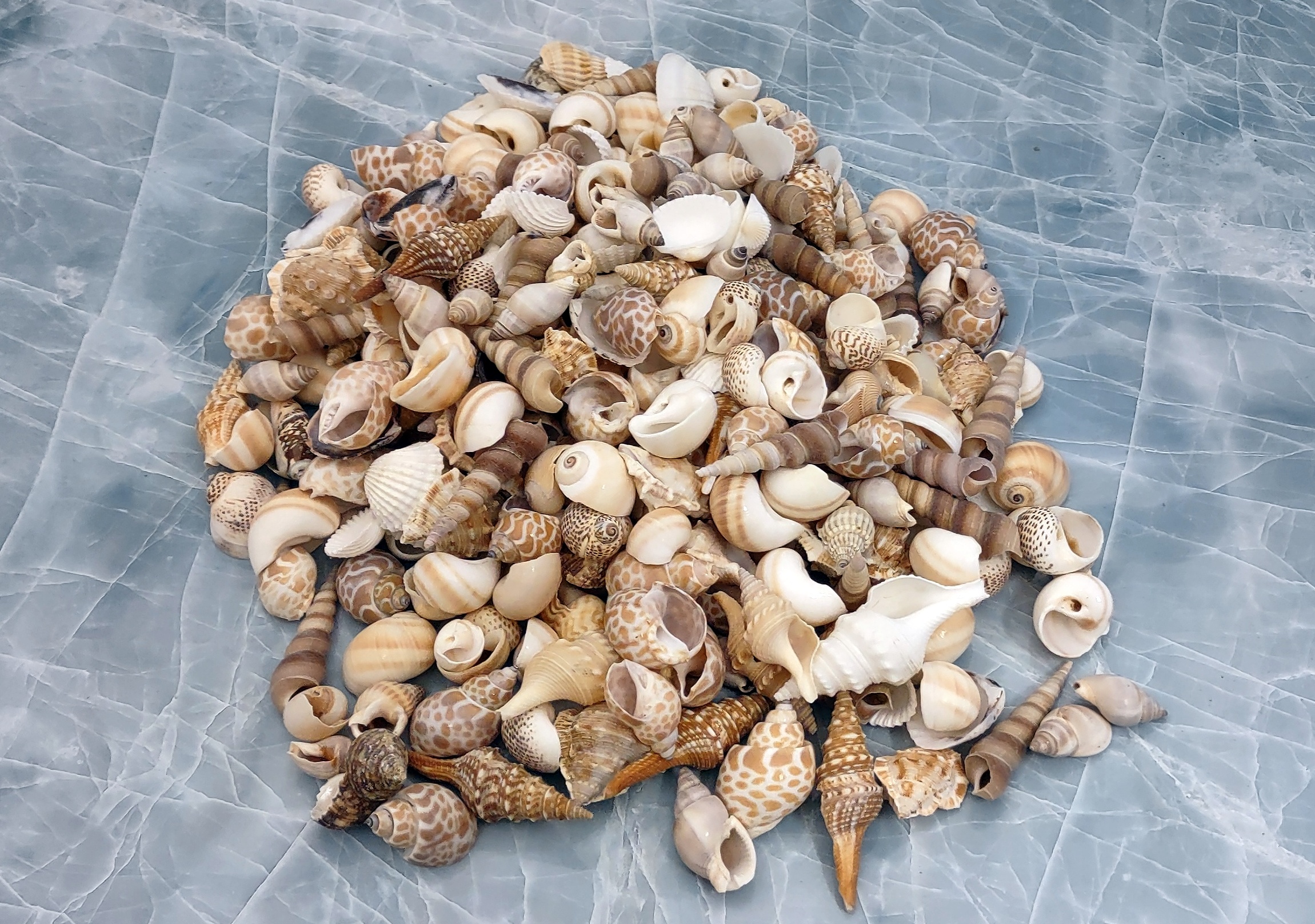 Seashell Crafters Variety Mix of Assorted Cones Sea Shells For