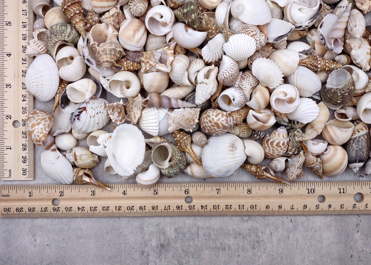 Small Seashell Assorted Ocean Mix (approx. 1 kilogram +/-300