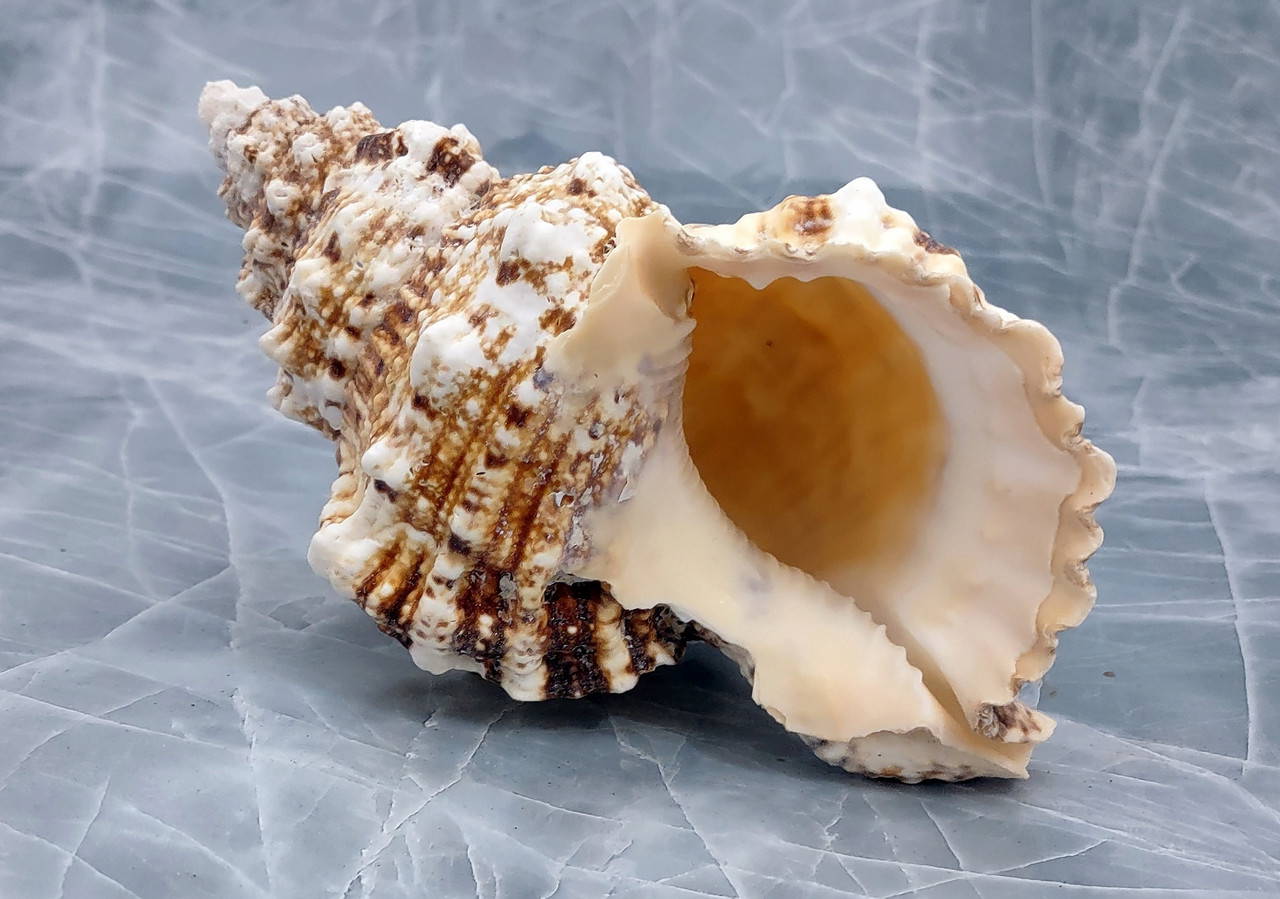 Giant Frog Seashells Brown Tan Orange Bursa Bubo (1 shell approx