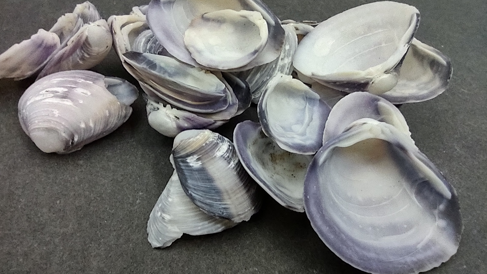 Purple Clam Shells (approx. 70-80 shells .5-1 inches)