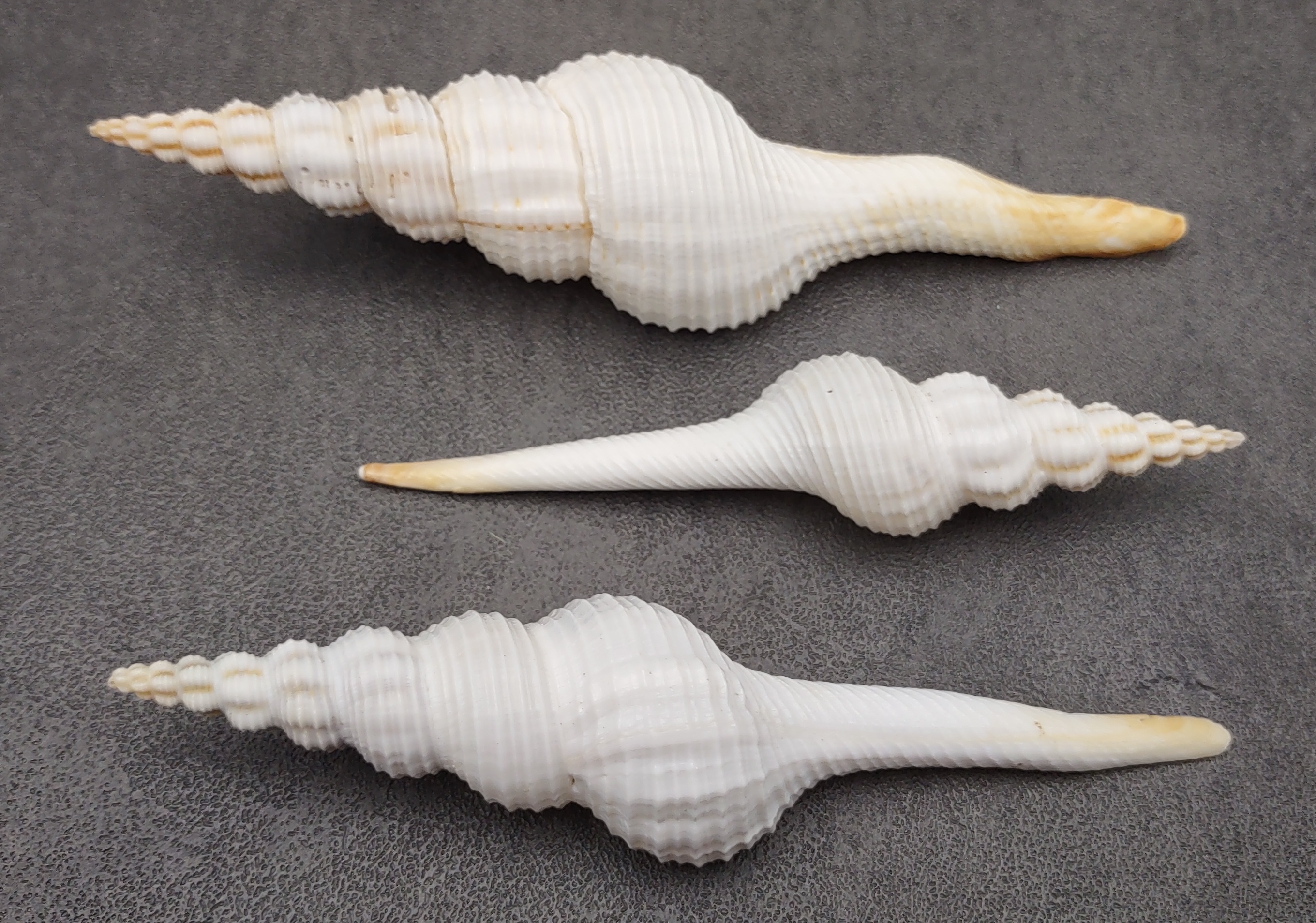 Distaff Spindle Seashells - Fusinus Colus - (3 shells approx. 4-5 inches)