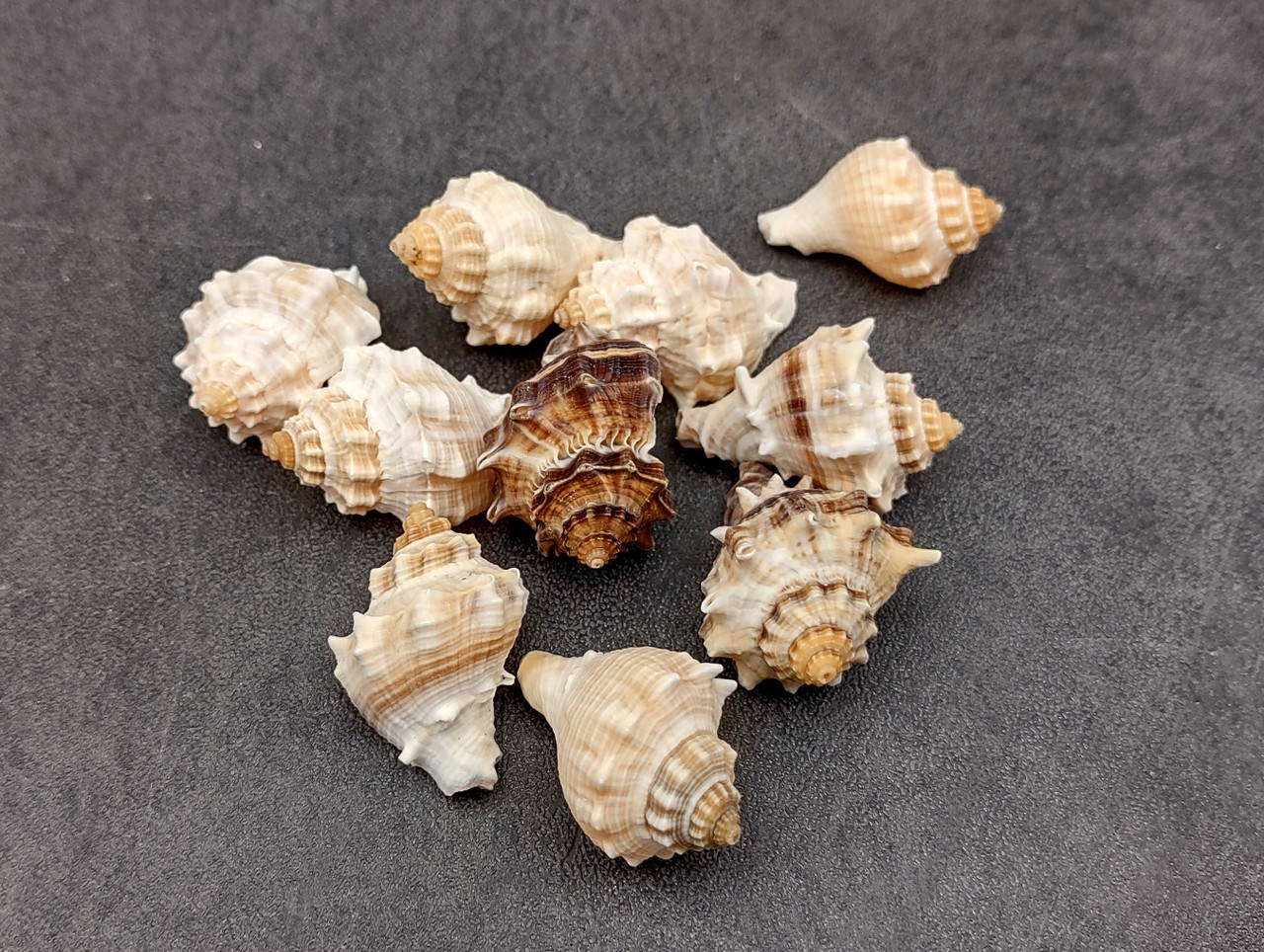 Spiny Melongena Seashells Melongena Bispinosa (10 shells approx. 1