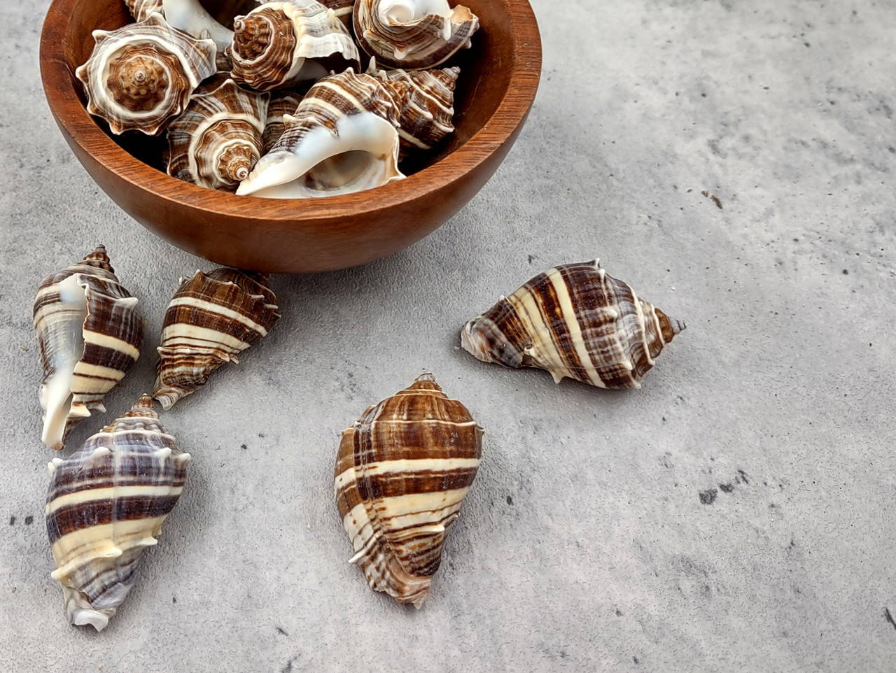 Common Crown Conch Seashells Melongena Corona (5 shells approx