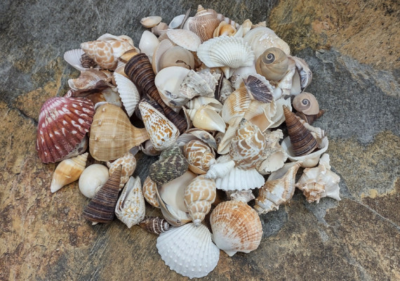 Tiny Seashell Assorted Ocean Mix For Crafts - (approx. 1 Kilogram/2.2 lbs.  .25-.50 inches)