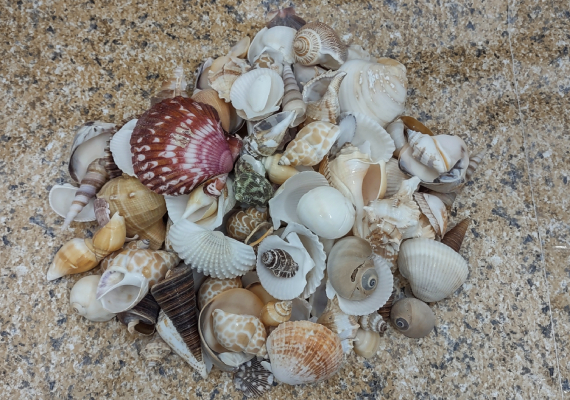 1 lb Large Indian Ocean Shell Mix Seashells Beach Cottage Decor Nautical  Bulk