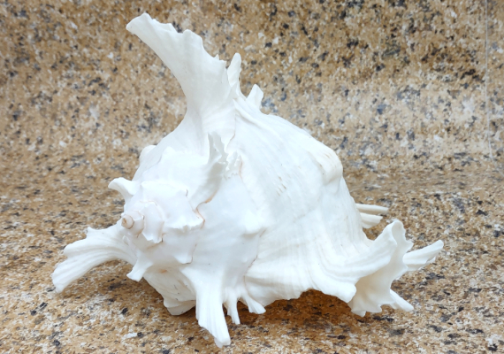 Seashell Dish - White - Coastal Inspired – Mellow Monkey
