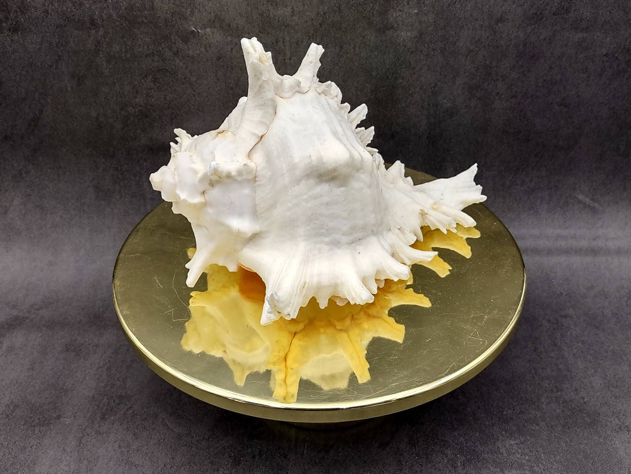 Large Ramose Murex White Seashell Chicoreus Ramosa (1 shell approx