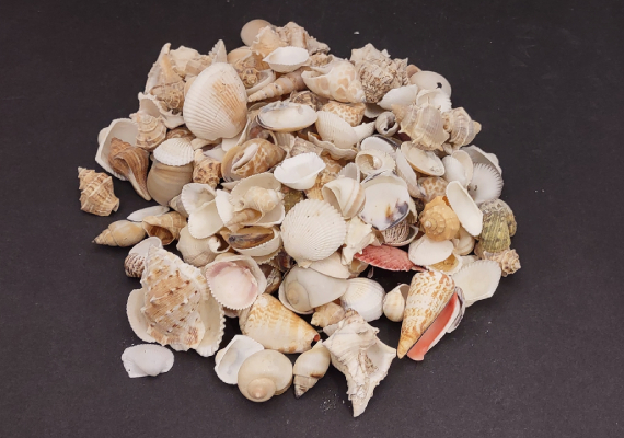 Tiny Seashell Assorted Ocean Mix For Crafts - (approx. 1 Kilogram/2.2 lbs.  .25-.50 inches)