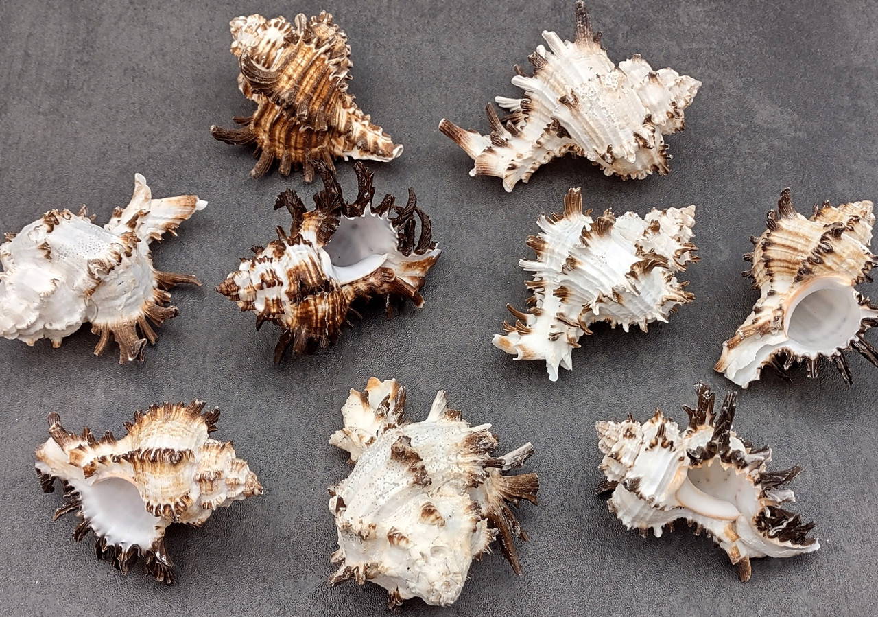 Endive Murex Seashell White and Brown Hexaplex Cichoreum (1 shell