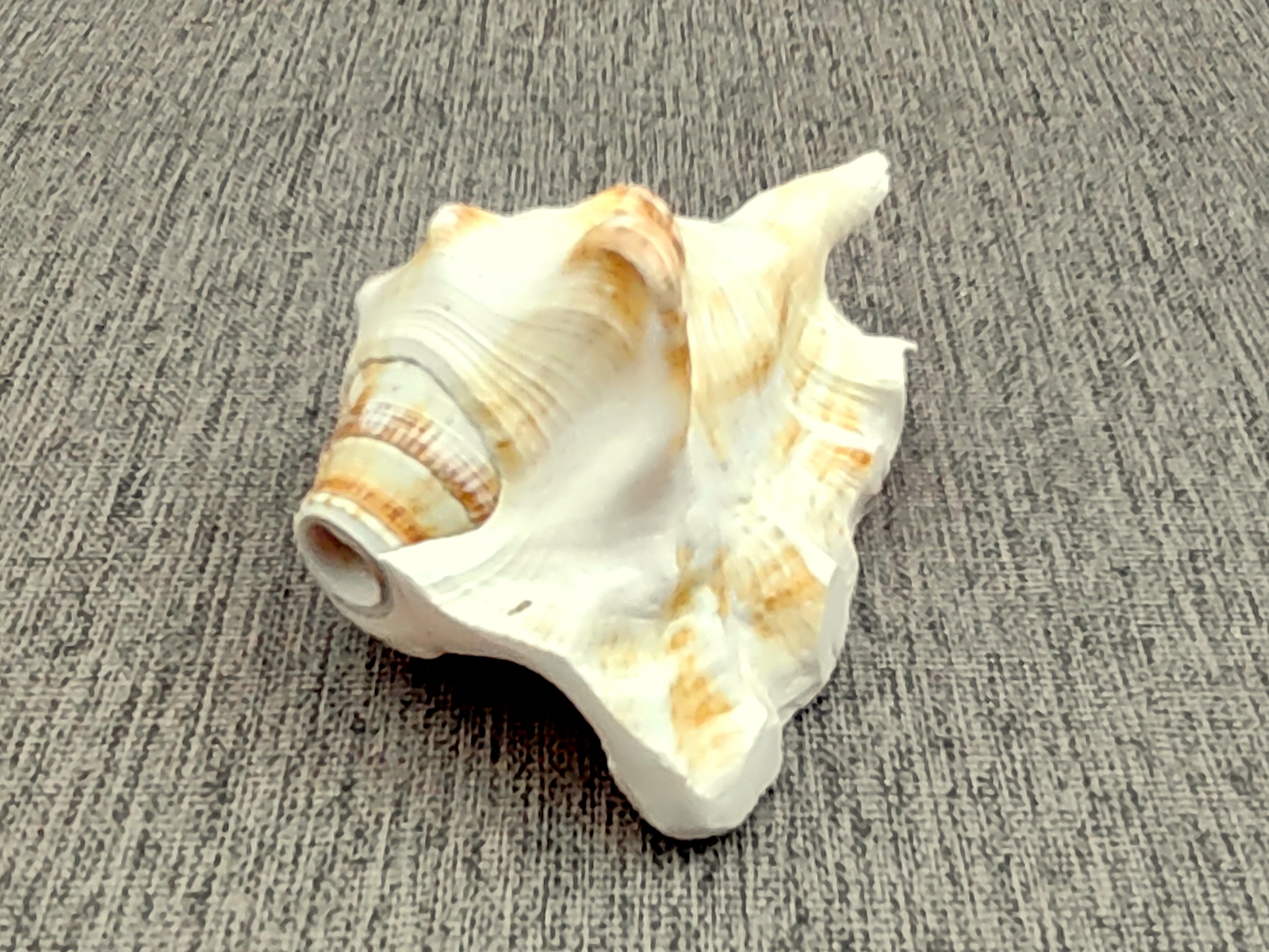 Wind Instruments List Shell