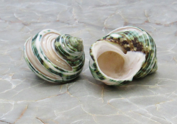Turbo Stenogyrus Shells-Green Turbo Shells-Shells for Crafting-Decor-S –  Florida Shells And More