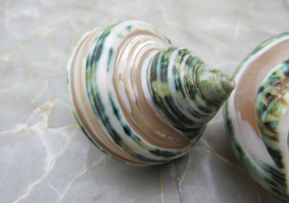 Turbo Stenogyrus Shells-Green Turbo Shells-Shells for Crafting-Decor-S –  Florida Shells And More