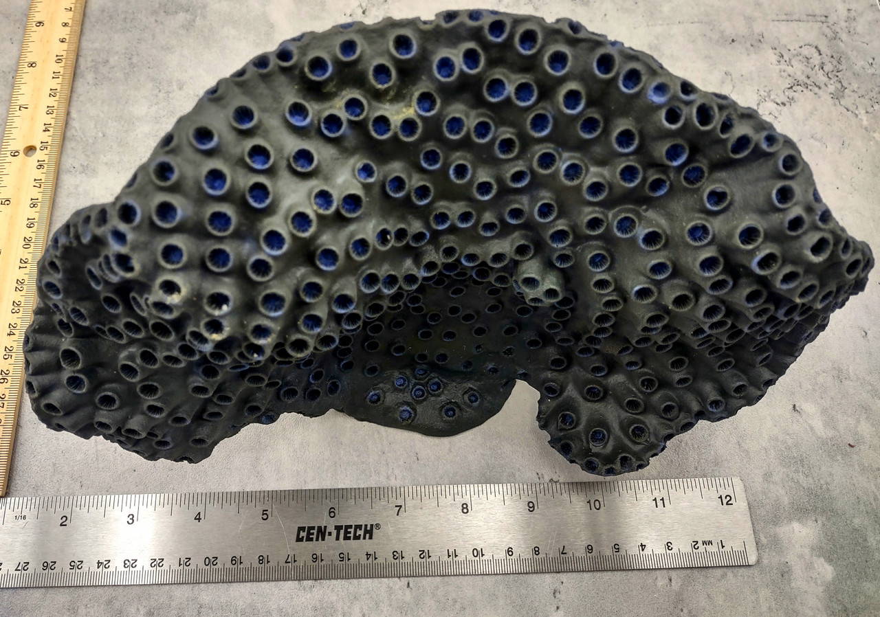 black coral / 黒珊瑚 置物 台 Black Cup FAUX Sun Coral Tubastrea Peltata (1 FAKE Coral approx
