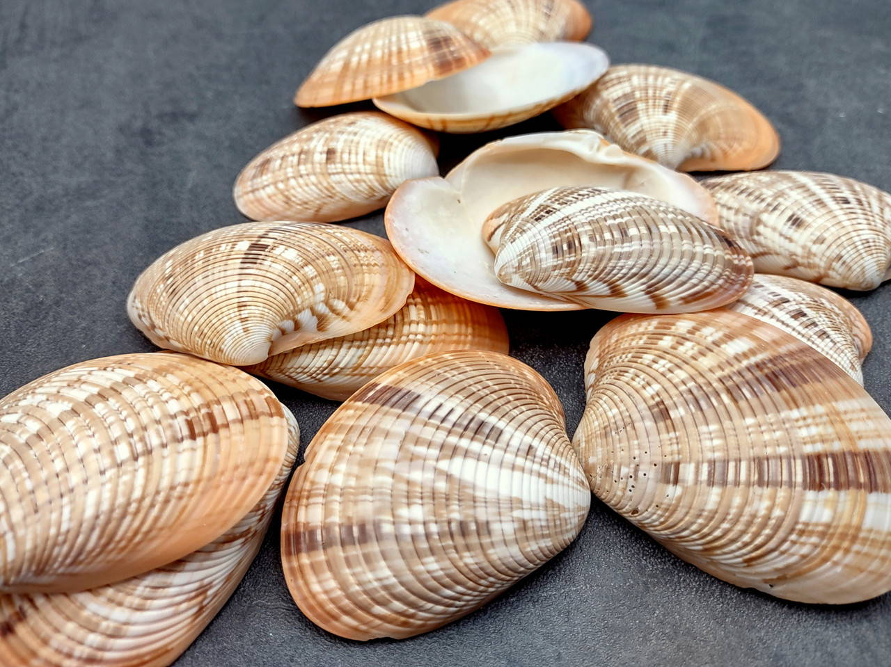 Reddish Venus Clam Seashell Halves Callista Erycina (5 halves