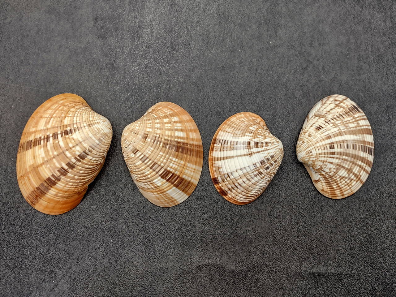 Reddish Venus Clam Seashell Halves Callista Erycina (5 halves