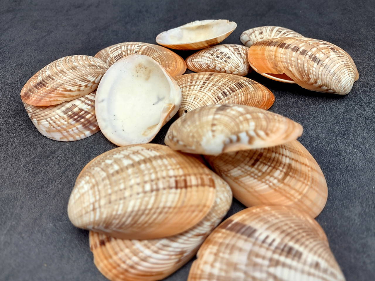 Reddish Venus Clam Seashell Halves Callista Erycina (5 halves