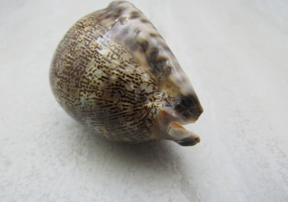 Arabic Cowrie Seashells - Cypraea Arabica - (5 shells approx. 1.5-2 inches)