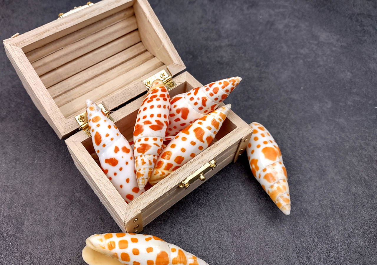 Episcopal Miter Seashells Orange Spotted Mitra Mitra (2 shells