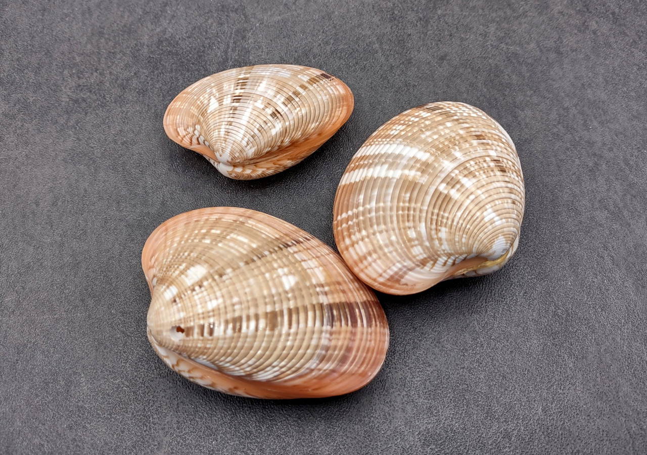 Reddish Venus Clam Seashell Pairs Callista Erycina (3 pairs approx