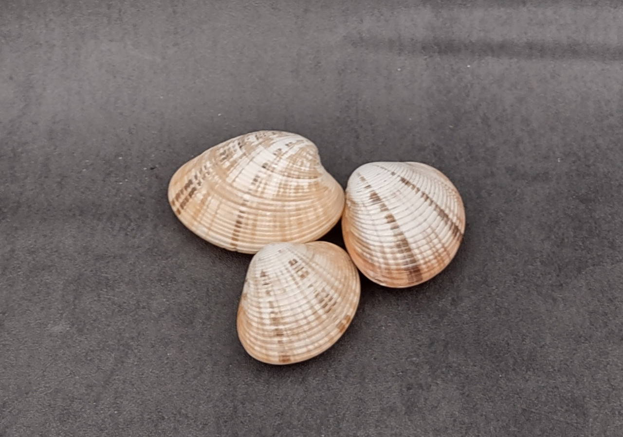 Reddish Venus Clam Seashell Pairs Callista Erycina (3 pairs approx