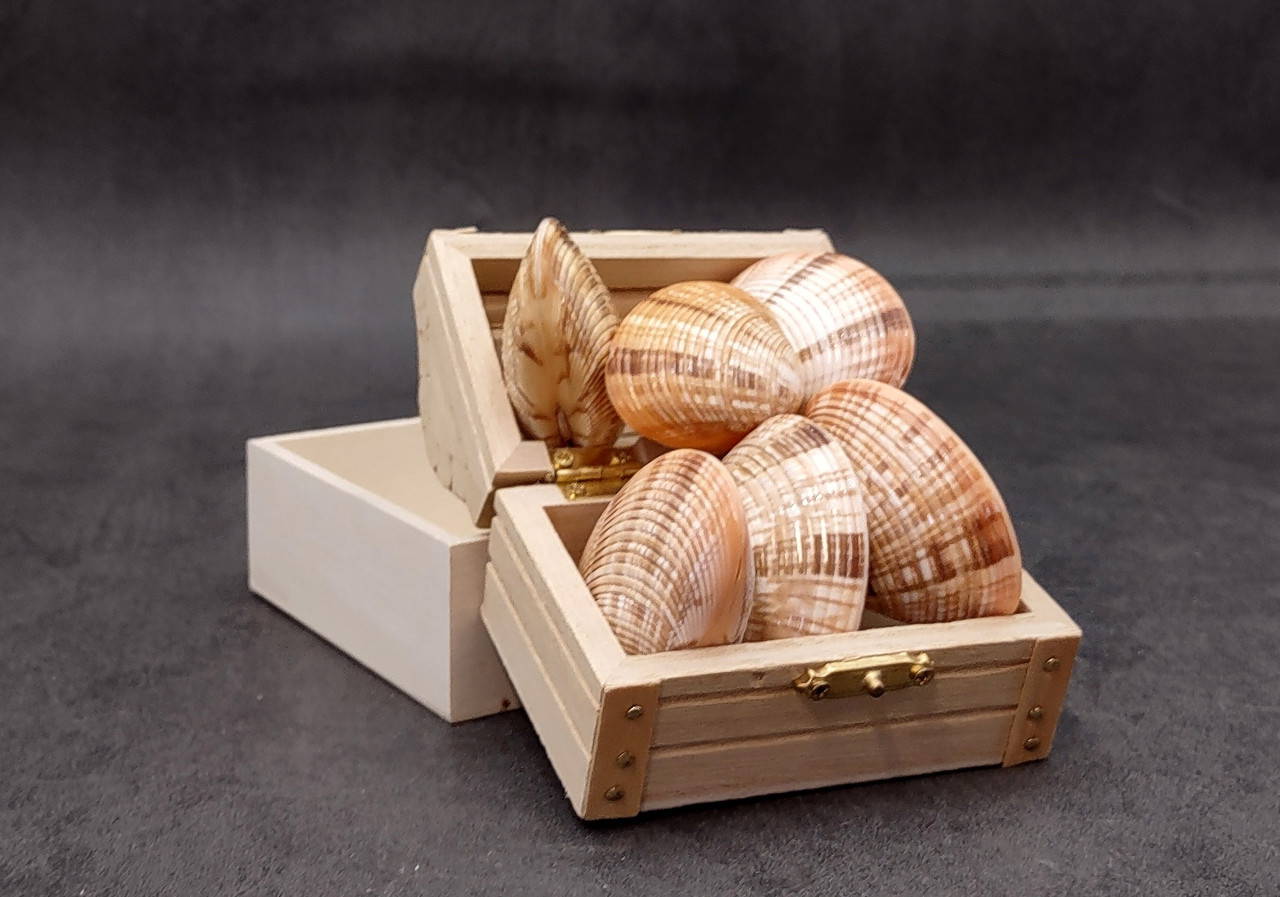 Reddish Venus Clam Seashell Pairs Callista Erycina (3 pairs approx