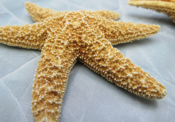 Starfish 6 Brown Sugar Starfish 2-3 for Crafts and Decor