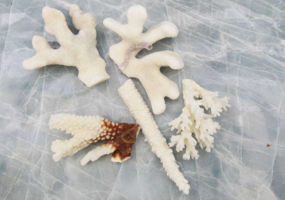 Dry Coral Specimen Set - 4-5 Pieces, 2+ Species