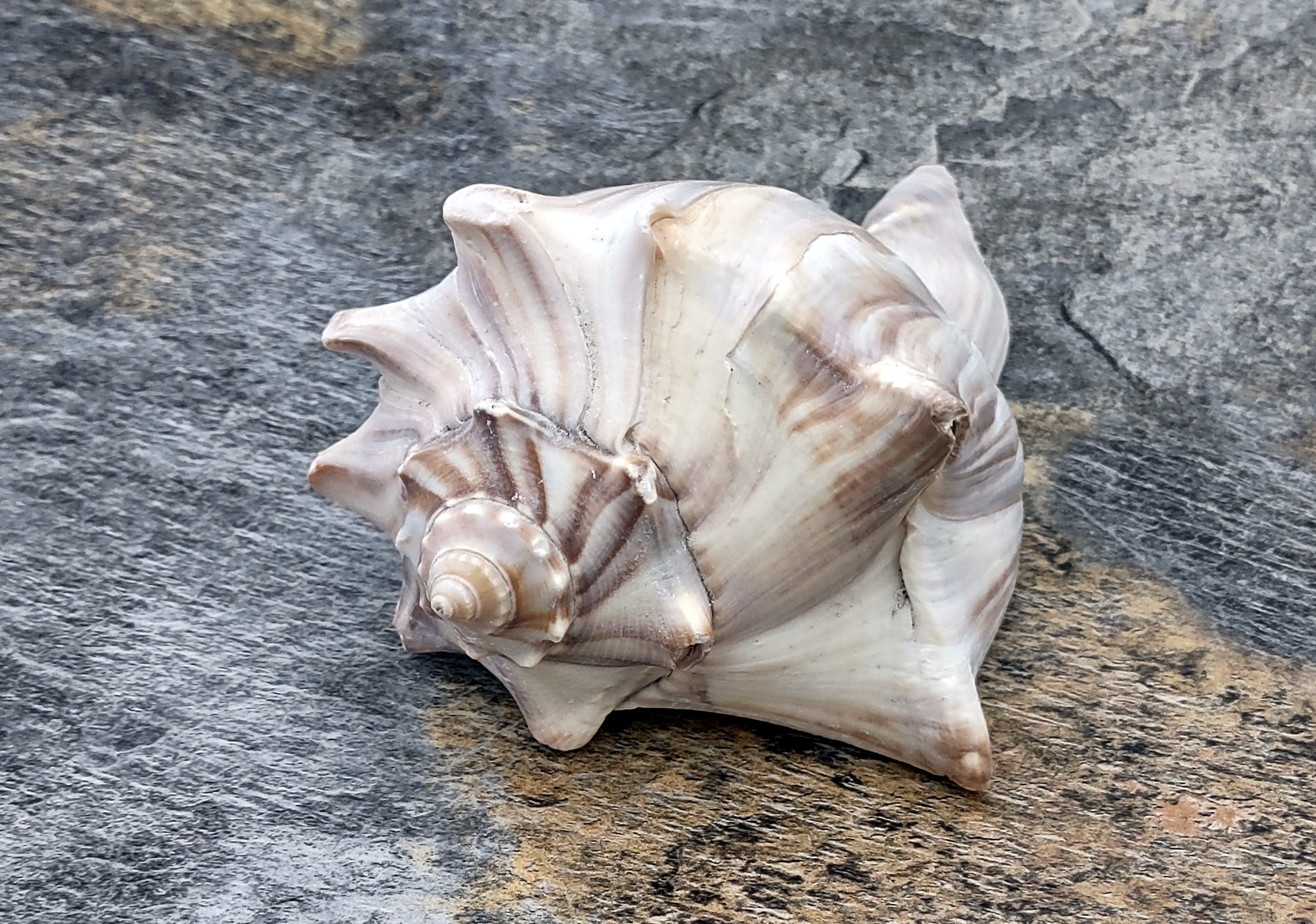 Seashells Have Power – The Spirit of Water