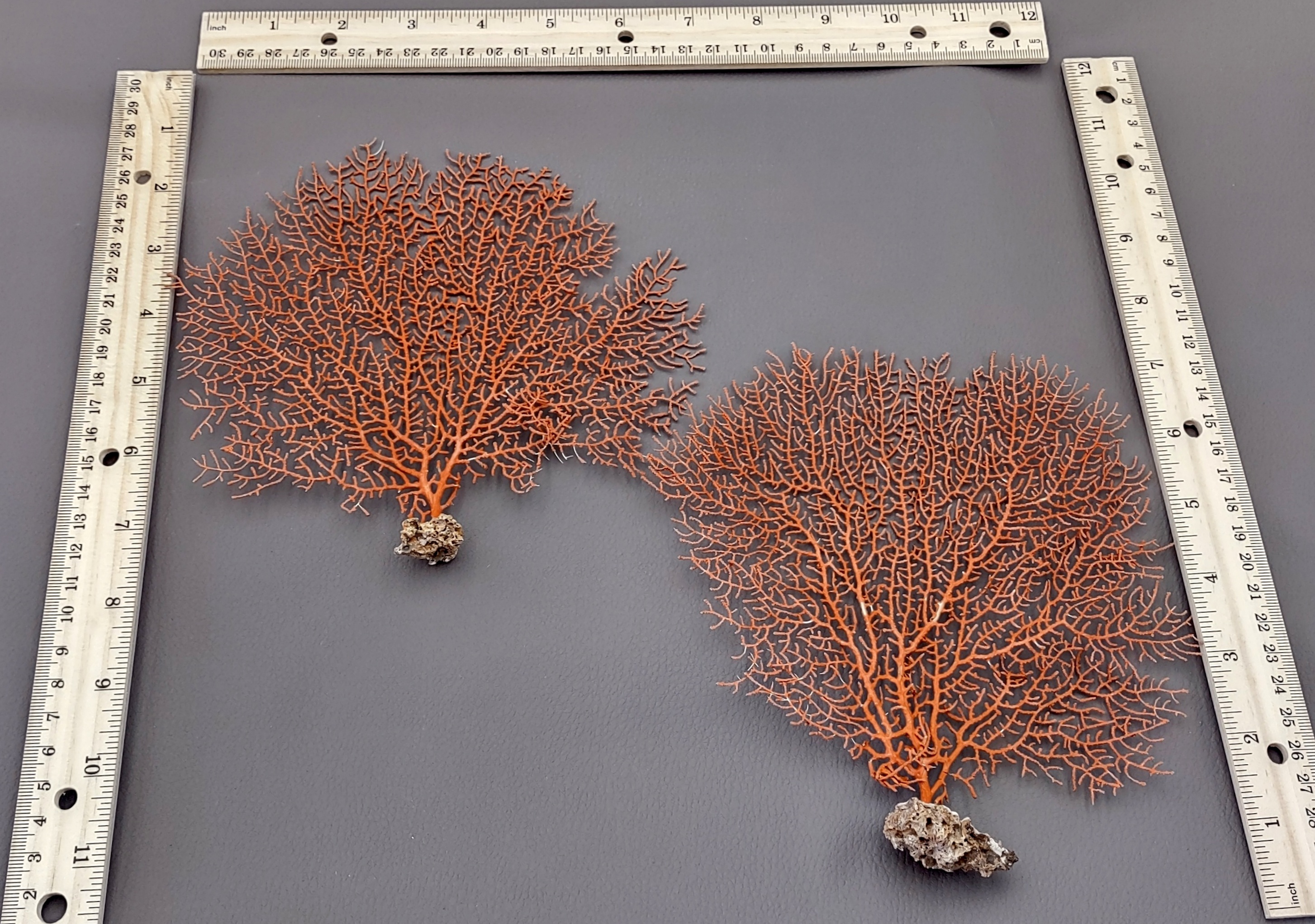 Red-Orange Sea Fan Coral - Echinogorgia SP - (1 seafan approx. 5-7 inches)  Great for ocean décor display, art projects, crafts & collecting!