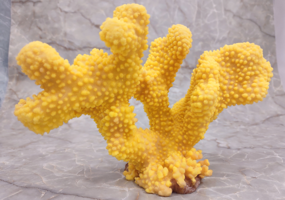 Pink /Yellow FAUX Cauliflower Coral - Pocillopora Eydouxi - (1