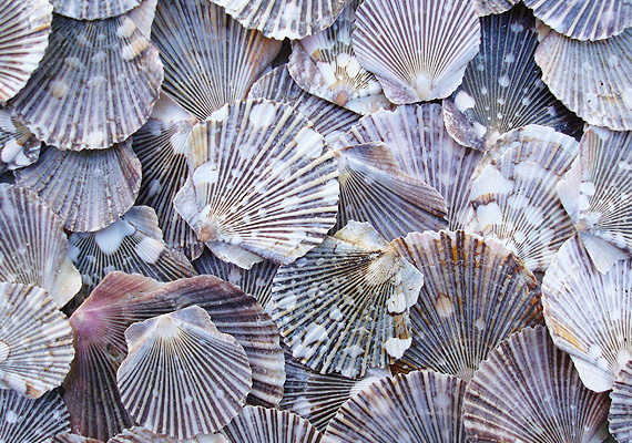 Calico Atlantic Scallop Seashells - Argopecten Gibbus - (10 shells approx.  2 inches)