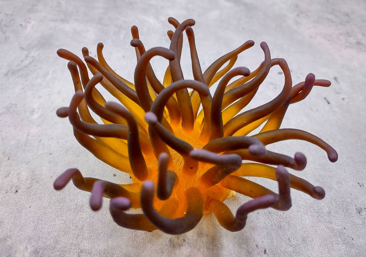 Yellow FAUX Anemone Condylactis Gigantea (1 FAKE Anemone approx