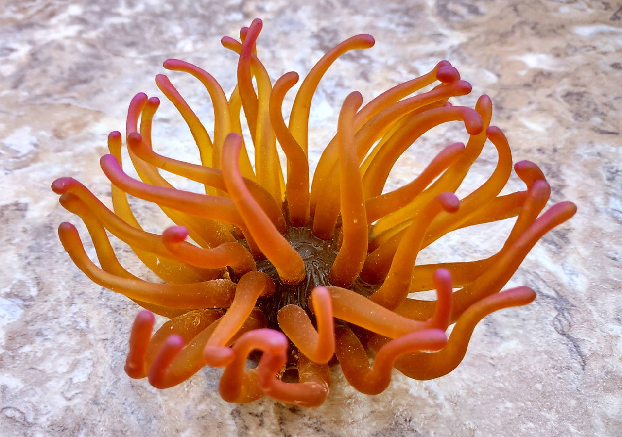 Green FAUX Anemone Condylactis Gigantea (1 FAKE Anemone approx. 4W