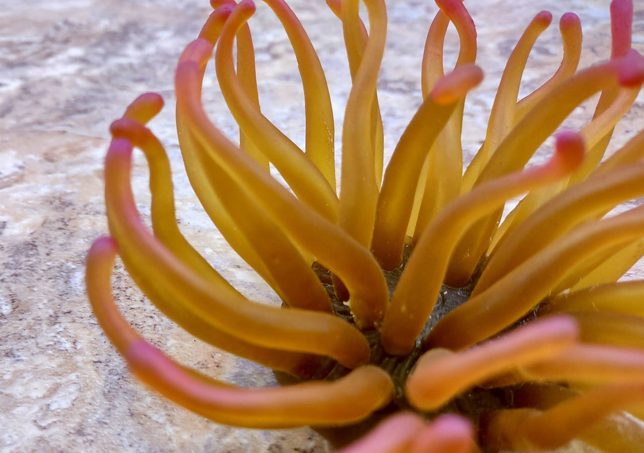 Green FAUX Anemone Condylactis Gigantea (1 FAKE Anemone approx. 4W