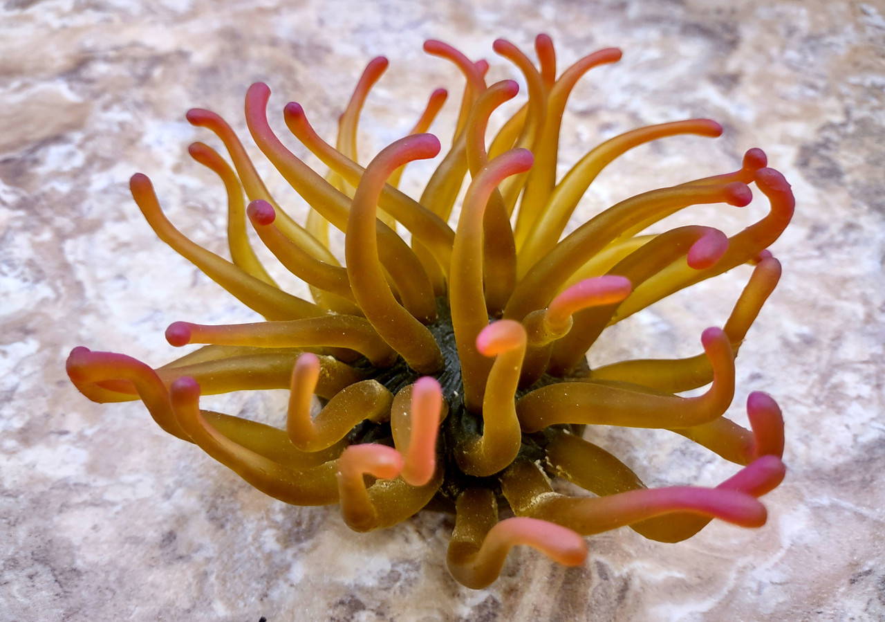 Green FAUX Anemone Condylactis Gigantea (1 FAKE Anemone approx. 4W