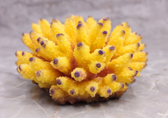 Aqua Blue FAUX Finger Staghorn Coral - Acropora Humilis - (1 FAUX Coral  approx. 6Wx5Tx5D inches)