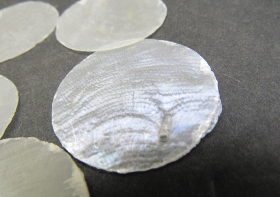 Capiz Shells - Placuna placenta - (10 shells approx 2 inches - Round Cut)