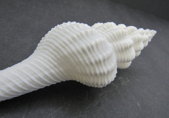 Distaff Spindle Seashells - Fusinus Colus - (3 shells approx. 4-5 inches)