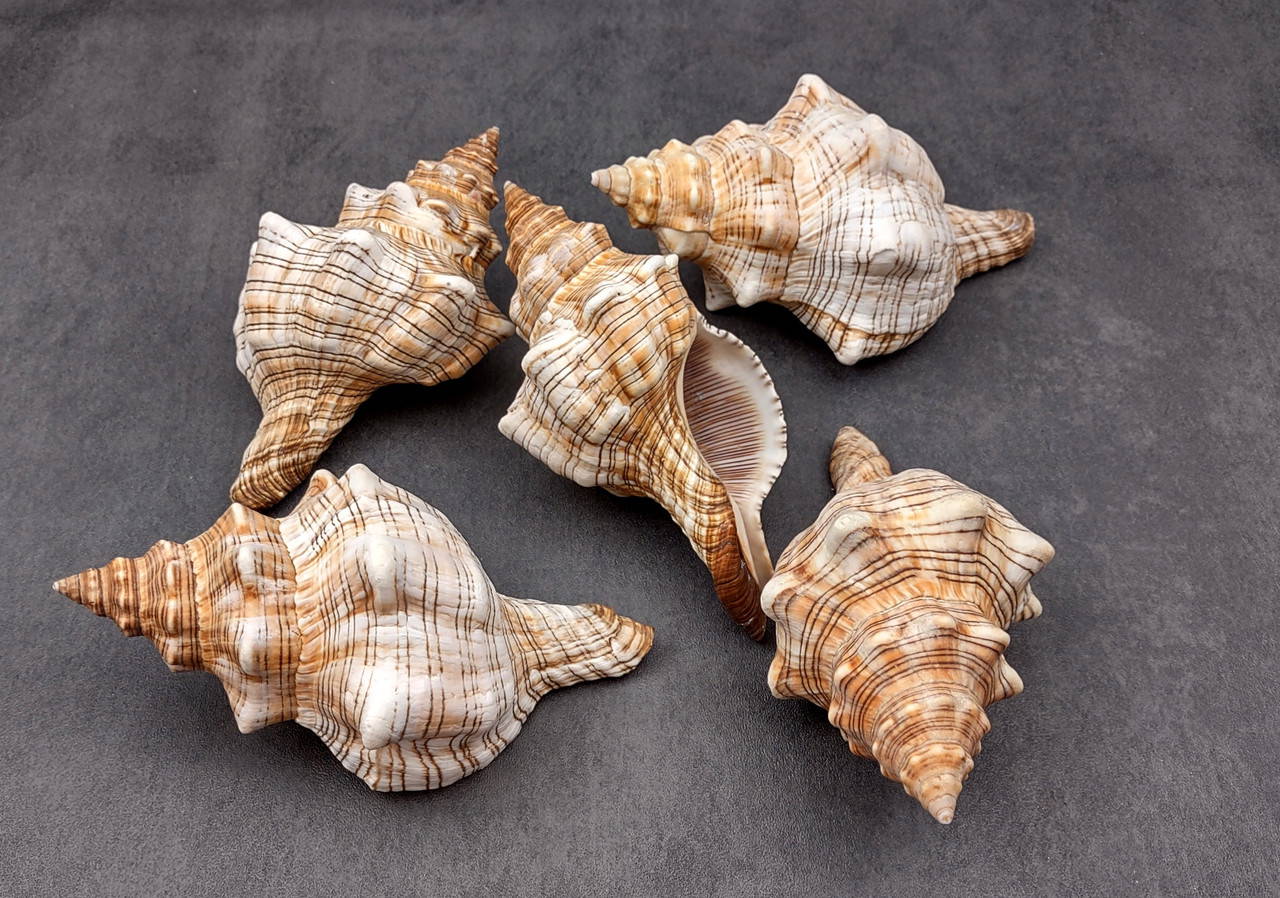 Striped Brown Fox Seashell Fasciolaria Trapezium (1 shell approx